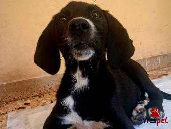 Ράτσα: Άγνωστο - Ημίαιμο | Ηλικία: 4 μηνών | Φύλο: Αρσενικό | Αρ. Microchip: 000000000000000000000 | Ημίαιμο | Περιοχή: Χαϊδάρι, Αττική