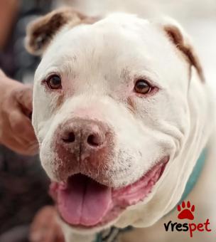 Ράτσα: Πίτ μπούλ - pitbull | Ηλικία: 5+ | Φύλο: Αρσενικό | Αρ. Microchip: 900067602087704 | Περιοχή: Μοσχάτο, Αττική