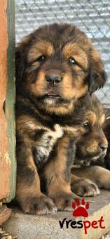 Ράτσα: Μαστίφ Ναπολιτάνο - Mastiff Napolitano | Ηλικία: 3 μηνών | Φύλο: Αρσενικό | Αρ. Microchip: 978101082354678 | Ιδιώτης | Εκπαιδευμένο | Pedigree | Περιοχή: Αθήνα, Αττική