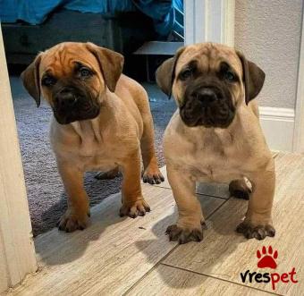 Ράτσα: Μπούλ Μαστίφ - Bull mastif | Ηλικία: 2,5 μηνών | Φύλο: Αρσενικό | Αρ. Microchip: 900123456789123 | Ιδιώτης | Εκπαιδευμένο | Pedigree | Περιοχή: Αθήνα, Αττική