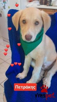 Ράτσα: Λαμπραντόρ - Labrador | Ηλικία: 3 μηνών | Φύλο: Αρσενικό | Αρ. Microchip: 9012362545478 | Ημίαιμο | Περιοχή: Λαυρεωτική, Αττική