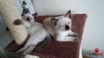 Ράτσα: Σιάμ | Ηλικία: 3 μηνών | Φύλο: Θηλυκό | Αρ. Microchip: 904789045020802 | Ιδιώτης | Pedigree | Περιοχή: Αθήνα, Αττική