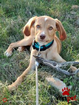 Ράτσα: Άγνωστο - Ημίαιμο | Ηλικία: 4 μηνών | Φύλο: Θηλυκό | Αρ. Microchip: 000000000000000 | Περιοχή: Κορωπί, Αττική