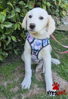 Ράτσα: Λαμπραντόρ - Labrador | Ηλικία: 5 μηνών | Φύλο: Αρσενικό | Αρ. Microchip: 0 | Ημίαιμο | Περιοχή: Γλυφάδα, Αττική