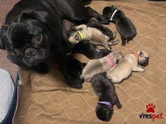 Ράτσα: Πάγκ - Pug | Ηλικία: 3 μηνών | Φύλο: Αρσενικό | Αρ. Microchip: 985113664734721 | Ιδιώτης | Εκπαιδευμένο | Pedigree | Περιοχή: Αθήνα, Αττική