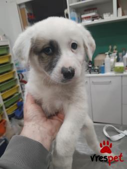 Ράτσα: Άγνωστο - Ημίαιμο | Ηλικία: 2,5 μηνών | Φύλο: Αρσενικό | Αρ. Microchip: 0 | Ημίαιμο | Περιοχή: Γλυφάδα, Αττική