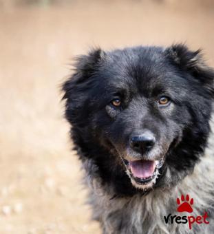 Ράτσα: Άγνωστο - Ημίαιμο | Ηλικία: 5+ | Φύλο: Θηλυκό | Αρ. Microchip: - | Περιοχή: Νέα Σμύρνη, Αττική