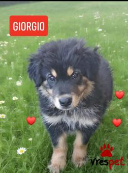 Ράτσα: Ελληνικός Ποιμενικός - Greek Shepherd | Ηλικία: 2,5 μηνών | Φύλο: Αρσενικό | Αρ. Microchip: 940003456958422 | Ημίαιμο | Περιοχή: Λαυρεωτική, Αττική