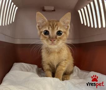 Ράτσα: Άγνωστο - Ημίαιμο | Ηλικία: 2 μηνών | Φύλο: Αρσενικό | Αρ. Microchip: 901001000271212 | Περιοχή: Πεύκη, Αττική