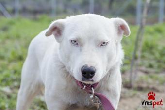 Ράτσα: Πίτ μπούλ - pitbull | Ηλικία: 2 ετών | Φύλο: Θηλυκό | Αρ. Microchip: 000000000000000 | Περιοχή: Κύμη Αλιβέρι, Σποράδες - Εύβοια