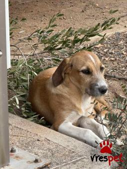 Ράτσα: Λαμπραντόρ - Labrador | Ηλικία: 5 μηνών | Φύλο: Αρσενικό | Αρ. Microchip: 000000000000000000000 | Ημίαιμο | Περιοχή: Χαϊδάρι, Αττική