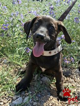 Ράτσα: Ντάτς χάουντ - Dach hound | Ηλικία: 3 μηνών | Φύλο: Θηλυκό | Αρ. Microchip: 0 | Ημίαιμο | Περιοχή: Γλυφάδα, Αττική