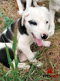 Ράτσα: Άγνωστο - Ημίαιμο | Ηλικία: 2 μηνών | Φύλο: Θηλυκό | Αρ. Microchip: - | Περιοχή: Κιλκίς, Μακεδονία