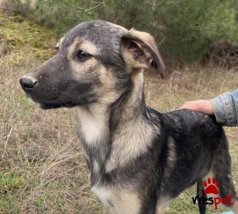 Ράτσα: Άγνωστο - Ημίαιμο | Ηλικία: 5 μηνών | Φύλο: Θηλυκό | Αρ. Microchip: 900263000583536 | Ημίαιμο | Περιοχή: Νεάπολη Συκεές, Θεσσαλονίκη