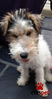 Ράτσα: Φοξ τεριέ - Fox terrier | Ηλικία: 3 μηνών | Φύλο: Αρσενικό | Αρ. Microchip: 985113509734721 | Ιδιώτης | Εκπαιδευμένο | Pedigree | Περιοχή: Αθήνα, Αττική