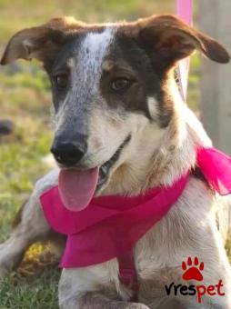 Ράτσα: Άγνωστο - Ημίαιμο | Ηλικία: 4 ετών | Φύλο: Θηλυκό | Αρ. Microchip: - | Περιοχή: Κιλκίς, Μακεδονία