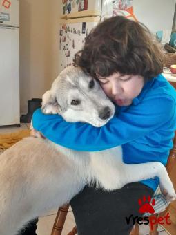 Ράτσα: Άγνωστο - Ημίαιμο | Ηλικία: 1 έτους | Φύλο: Θηλυκό | Αρ. Microchip: 9012362545478 | Ημίαιμο | Περιοχή: Λαυρεωτική, Αττική