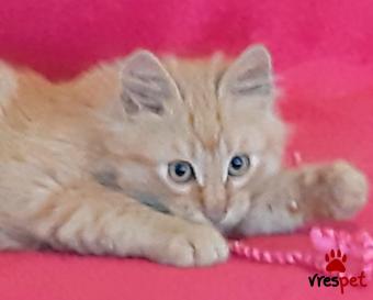 Ράτσα: Μαίην Κουν | Ηλικία: 3 μηνών | Φύλο: Αρσενικό | Αρ. Microchip: 966000017286513 | Περιοχή: Παιανία, Αττική