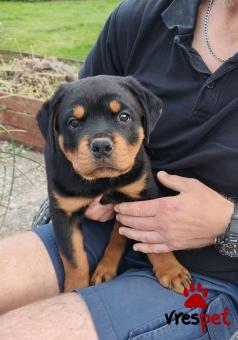 Ράτσα: Ροτβάϊλερ - Rottweiler | Ηλικία: 2,5 μηνών | Φύλο: Θηλυκό | Αρ. Microchip: 985113009854712 | Ιδιώτης | Εκπαιδευμένο | Pedigree | Περιοχή: Αθήνα, Αττική