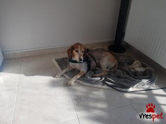 Ράτσα: Μπίγκλ - Beagle | Ηλικία: 5+ | Φύλο: Αρσενικό | Αρ. Microchip: 900108000698622 | Περιοχή: Αττική