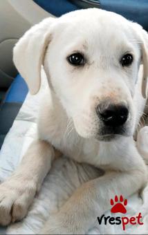 Ράτσα: Άγνωστο - Ημίαιμο | Ηλικία: 3 μηνών | Φύλο: Αρσενικό | Αρ. Microchip: - | Περιοχή: Κιλκίς, Μακεδονία