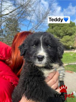 Ράτσα: Άγνωστο - Ημίαιμο | Ηλικία: 2,5 μηνών | Φύλο: Αρσενικό | Αρ. Microchip: 00000000000000 | Περιοχή: Θερμαϊκός, Θεσσαλονίκη