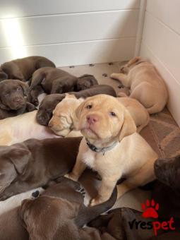 Ράτσα: Λαμπραντόρ - Labrador | Ηλικία: 2,5 μηνών | Φύλο: Αρσενικό | Αρ. Microchip: 985113081734731 | Ιδιώτης | Εκπαιδευμένο | Pedigree | Περιοχή: Αθήνα, Αττική