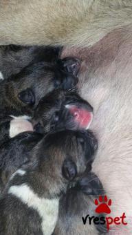 Ράτσα: Ακίτα Γιαπωνέζικος - Akita inu | Ηλικία: 3 μηνών | Φύλο: Αρσενικό | Αρ. Microchip: 985113559734721 | Ιδιώτης | Εκπαιδευμένο | Pedigree | Περιοχή: Αθήνα, Αττική