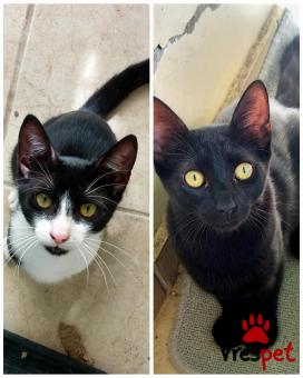 Ράτσα: Άγνωστο - Ημίαιμο | Ηλικία: 7 μηνών | Φύλο: Θηλυκό | Αρ. Microchip: 0 | Ιδιώτης | Περιοχή: Πανόραμα, Θεσσαλονίκη