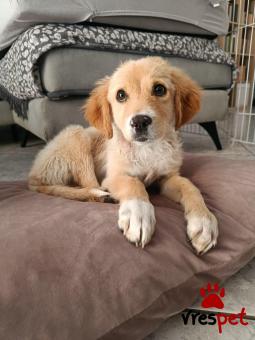 Ράτσα: Άγνωστο - Ημίαιμο | Ηλικία: 5 μηνών | Φύλο: Αρσενικό | Αρ. Microchip: - | Περιοχή: Νέα Σμύρνη, Αττική