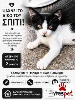 Ράτσα: Γάτα του Αιγαίου | Ηλικία: 2 μηνών | Φύλο: Αρσενικό | Αρ. Microchip: 00000000000 | Ιδιώτης | Περιοχή: Θεσσαλονίκη, Θεσσαλονίκη