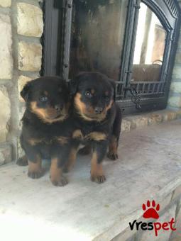 Ράτσα: Ροτβάϊλερ - Rottweiler | Ηλικία: 2,5 μηνών | Φύλο: Αρσενικό | Αρ. Microchip: 978101082345670 | Ιδιώτης | Εκπαιδευμένο | Pedigree | Περιοχή: Αθήνα, Αττική