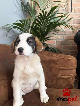 Ράτσα: Άγνωστο - Ημίαιμο | Ηλικία: 2 μηνών | Φύλο: Θηλυκό | Αρ. Microchip: 0 | Ημίαιμο | Περιοχή: Γλυφάδα, Αττική