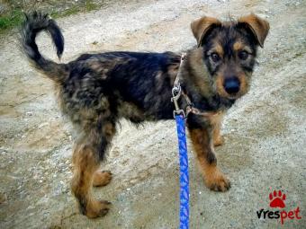 Ράτσα: Άγνωστο - Ημίαιμο | Ηλικία: 5 μηνών | Φύλο: Αρσενικό | Αρ. Microchip: - | Περιοχή: Κιλκίς, Μακεδονία