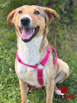 Ράτσα: Άγνωστο - Ημίαιμο | Ηλικία: 4 ετών | Φύλο: Θηλυκό | Αρ. Microchip: - | Περιοχή: Κιλκίς, Μακεδονία