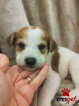 Ράτσα: Άγνωστο - Ημίαιμο | Ηλικία: 2 μηνών | Φύλο: Αρσενικό | Αρ. Microchip: 000000000000008 | Περιοχή: Καλύβια Θορικού, Αττική