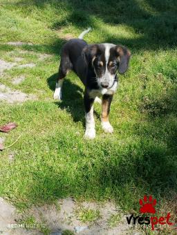 Ράτσα: Άγνωστο - Ημίαιμο | Ηλικία: 4 μηνών | Φύλο: Αρσενικό | Αρ. Microchip: 0000000000000 | Περιοχή: Διόν Όλυμπος, Μακεδονία