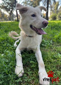Ράτσα: Άγνωστο - Ημίαιμο | Ηλικία: 1 έτους | Φύλο: Θηλυκό | Αρ. Microchip: 990000011492810 | Περιοχή: Αθήνα, Αττική