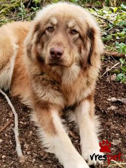 Ράτσα: Άγνωστο - Ημίαιμο | Ηλικία: 1 έτους | Φύλο: Αρσενικό | Αρ. Microchip: - | Περιοχή: Κιλκίς, Μακεδονία