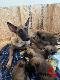 Ράτσα: Βελγικός Ποιμενικός Μαλινουά - Belgian Malinois | Ηλικία: 3 μηνών | Φύλο: Αρσενικό | Αρ. Microchip: 9999999999999 | Ιδιώτης | Περιοχή: Άλιμος, Αττική