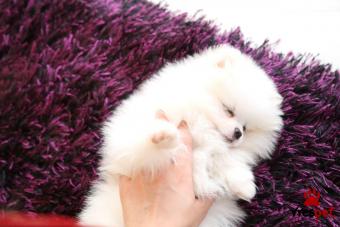 Ράτσα: Πομεράνιαν - Pomeranian | Ηλικία: 3 μηνών | Φύλο: Θηλυκό | Αρ. Microchip: 90025570028054 | Ιδιώτης | Εκπαιδευμένο | Pedigree | Περιοχή: Αθήνα, Αττική