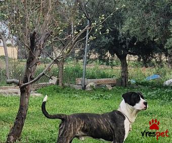 Ράτσα: Ντόγκο Αρζεντίνο - Dogo Argentino | Ηλικία: 1 έτους | Φύλο: Αρσενικό | Αρ. Microchip: 9630020000137472 | Περιοχή: Εχέδωρο, Θεσσαλονίκη