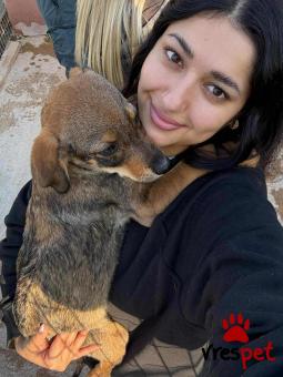 Ράτσα: Άγνωστο - Ημίαιμο | Ηλικία: 3 μηνών | Φύλο: Θηλυκό | Αρ. Microchip: 000000000000008 | Περιοχή: Καλύβια Θορικού, Αττική