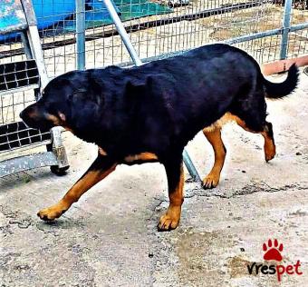 Ράτσα: Ροτβάϊλερ - Rottweiler | Ηλικία: 5+ | Φύλο: Αρσενικό | Αρ. Microchip: 0000000000000 | Περιοχή: Μοσχάτο Ταύρος, Αττική