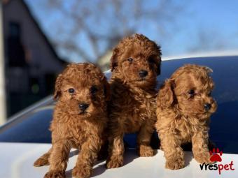 Ράτσα: Κανίς Βερικοκί - Caniche apricot | Ηλικία: 3 μηνών | Φύλο: Αρσενικό | Αρ. Microchip: 661010954323 | Ιδιώτης | Περιοχή: Αττική