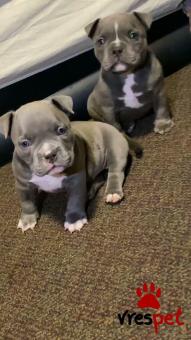 Ράτσα: Πίτ μπούλ - pitbull | Ηλικία: 3 μηνών | Φύλο: Αρσενικό | Αρ. Microchip: 985118019870055 | Ιδιώτης | Εκπαιδευμένο | Pedigree | Περιοχή: Αθήνα, Αττική