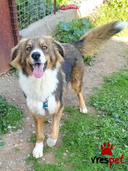 Ράτσα: Άγνωστο - Ημίαιμο | Ηλικία: 1 έτους | Φύλο: Αρσενικό | Αρ. Microchip: 0 | Ημίαιμο | Περιοχή: Γλυφάδα, Αττική