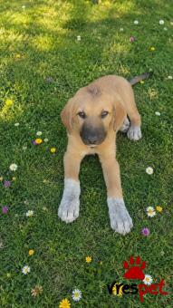 Ράτσα: Ελληνικός Ποιμενικός - Greek Shepherd | Ηλικία: 4 μηνών | Φύλο: Αρσενικό | Αρ. Microchip: 990000014587458 | Ημίαιμο | Περιοχή: Λαυρεωτική, Αττική