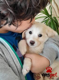 Ράτσα: Λαμπραντόρ - Labrador | Ηλικία: 2 μηνών | Φύλο: Θηλυκό | Αρ. Microchip: 9012362545478 | Ημίαιμο | Περιοχή: Λαυρεωτική, Αττική