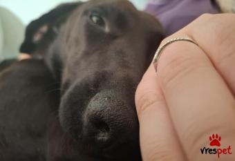 Ράτσα: Άγνωστο - Ημίαιμο | Ηλικία: 2 ετών | Φύλο: Θηλυκό | Αρ. Microchip: - | Περιοχή: Νέα Σμύρνη, Αττική